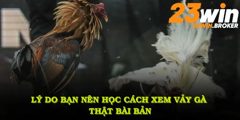 Lý do bạn nên học Cách xem vảy gà thật bài bản